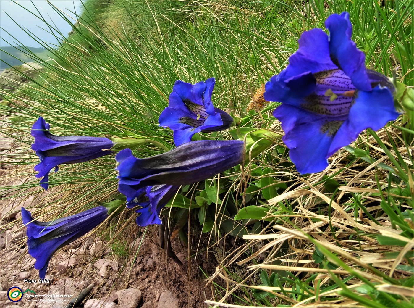 21 Genziane di Koch (Gentiana acaulis).JPG